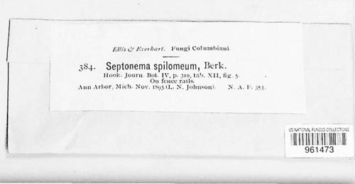 Septonema spilomeum image